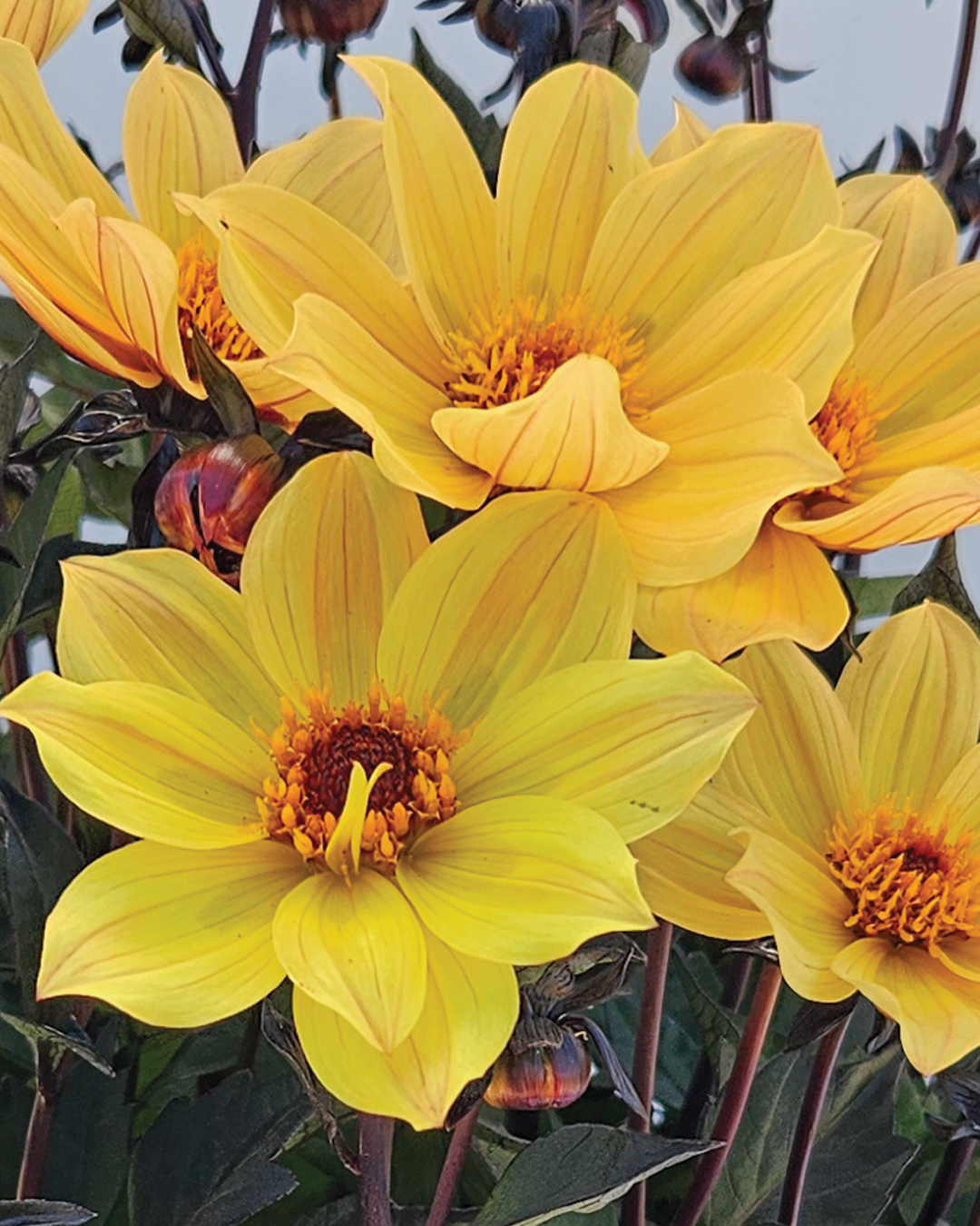 Dahlia Dahlegria 'Sunset'