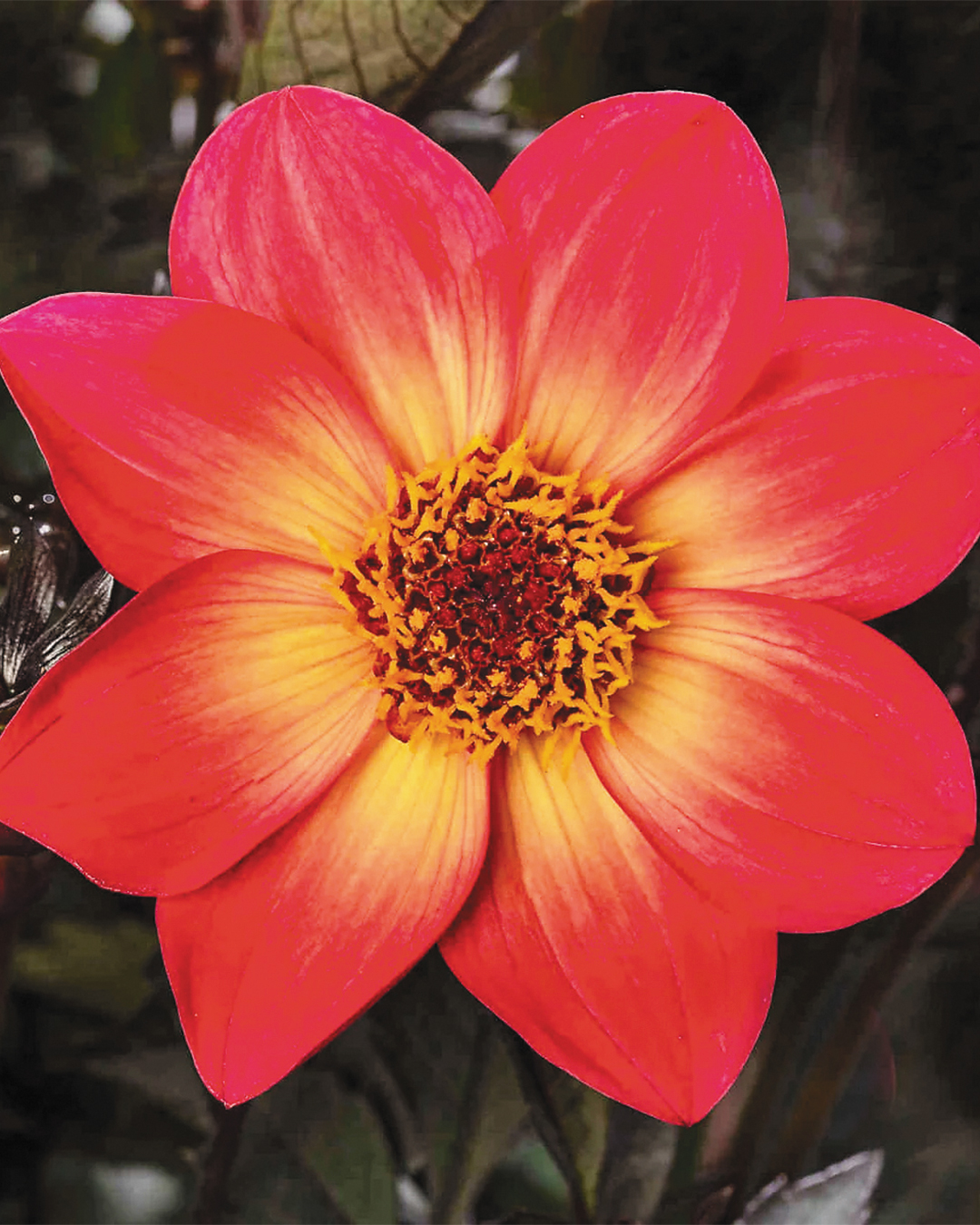 Dahlia Dahlegria 'Sunrise'