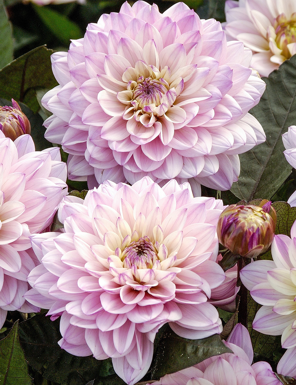 Dwarf Dahlia Gallery La Tour