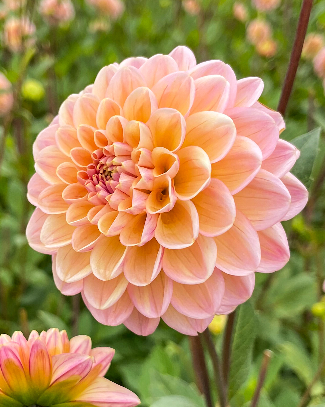Dahlia 'Beehive'