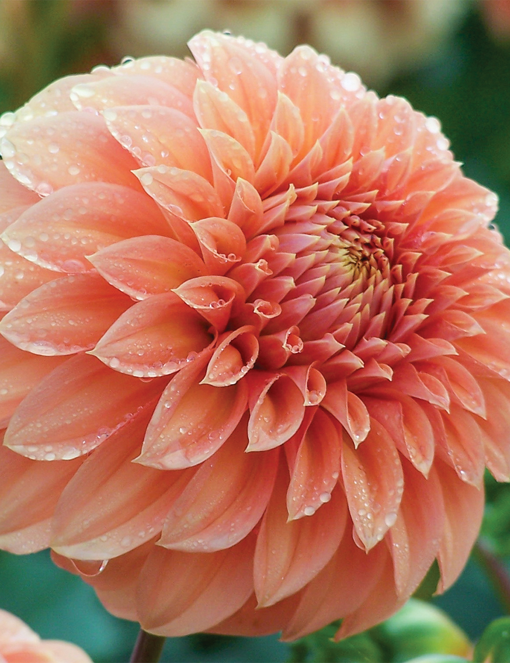 Dahlia 'Bracken'