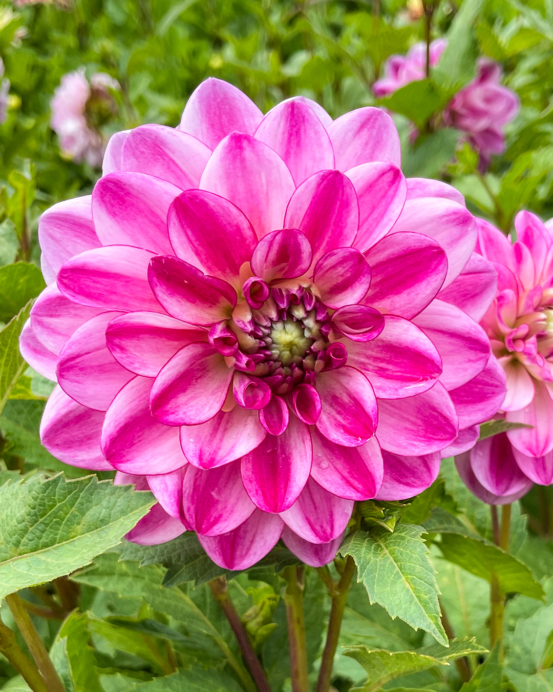 Dahlia 'Betty'