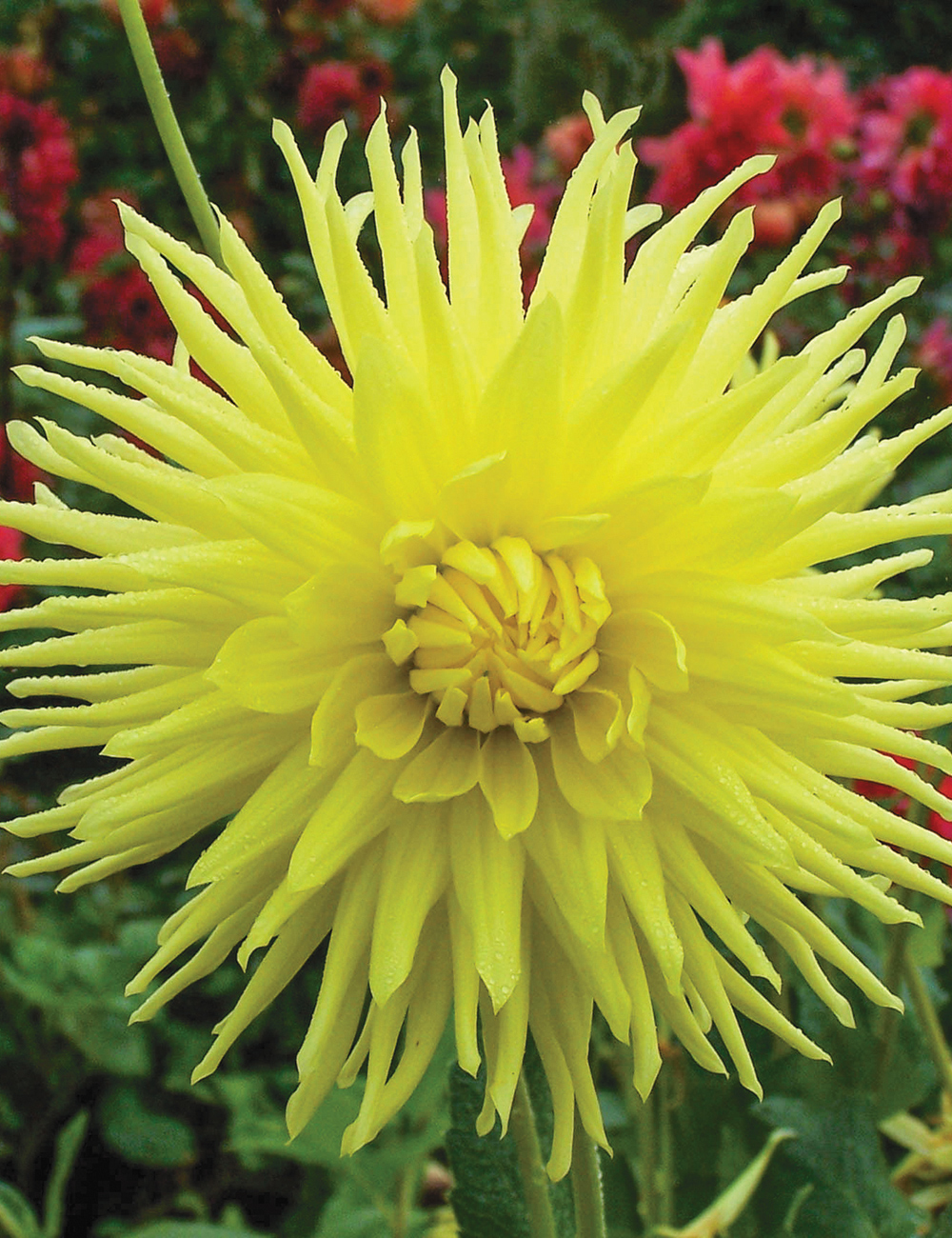 Dahlia 'Cheverny'