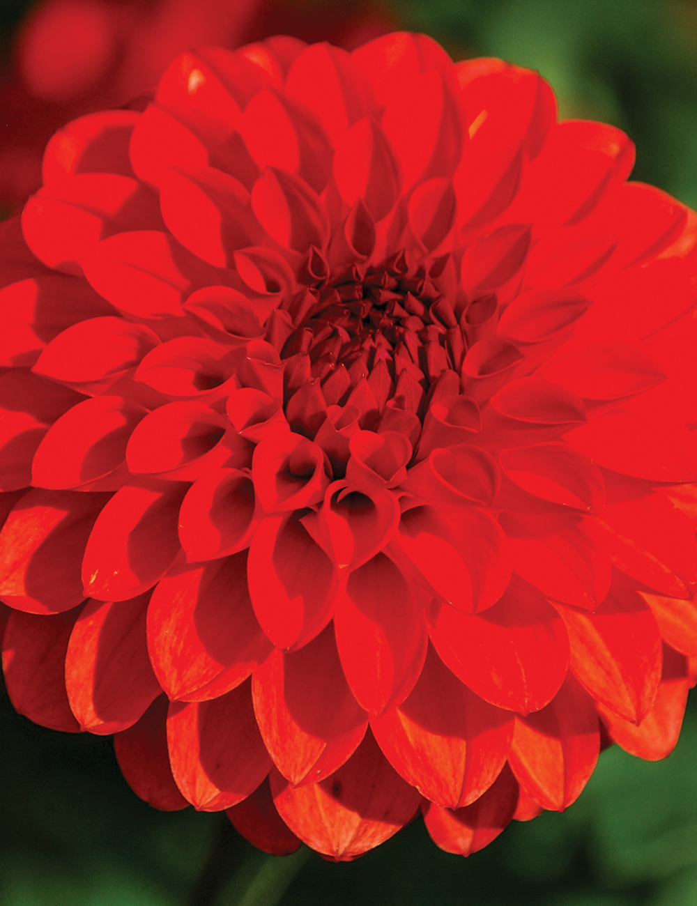 Dahlia Hot Shot