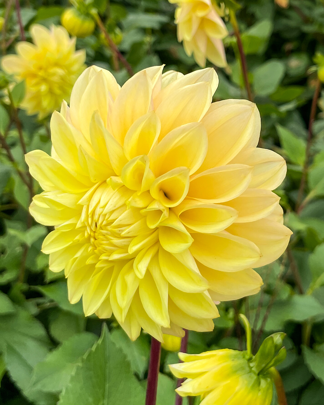 Dahlia 'Sahara'