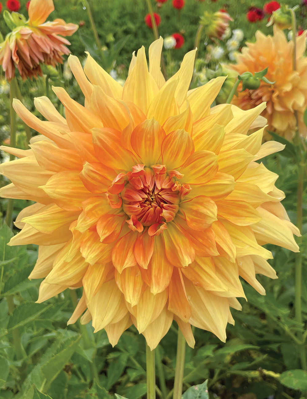 Dahlia 'Sunshine'