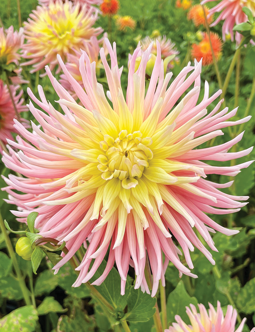 Dahlia 'Villandry'