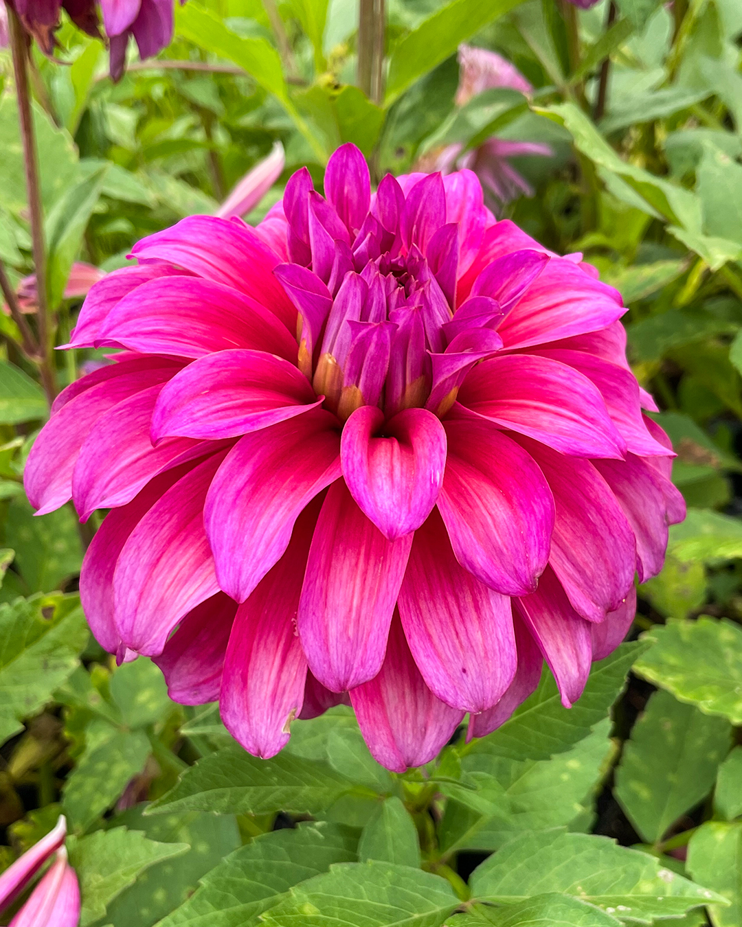Dahlia 'Blue Hills Gold'