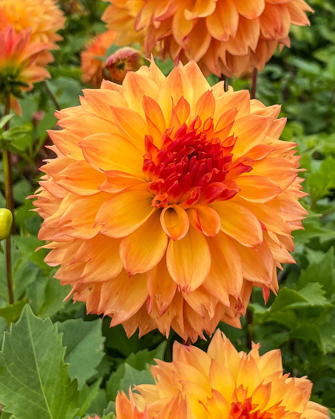 Dahlia 'Teddy Bear'