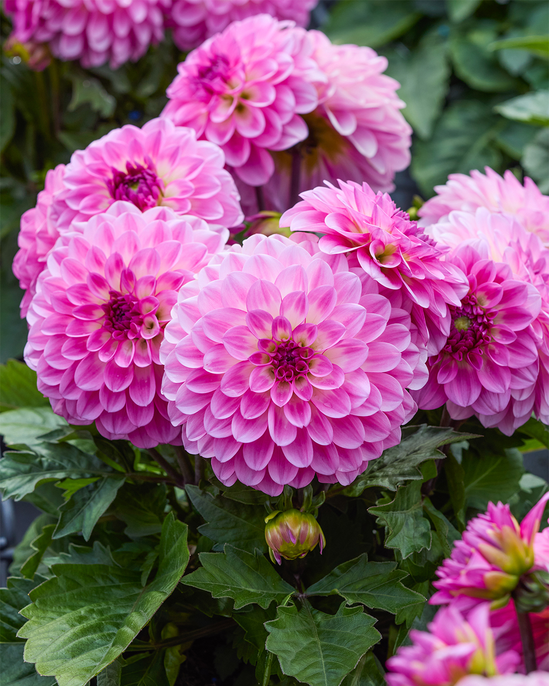 Dwarf Dahlia Dalina Maxi Pink Blast