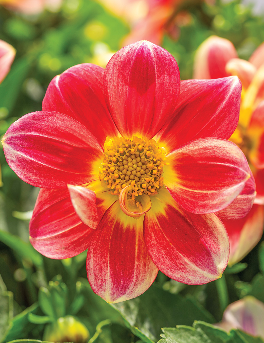 Dwarf Dahlia 'Summer Bees Red Bicolour'