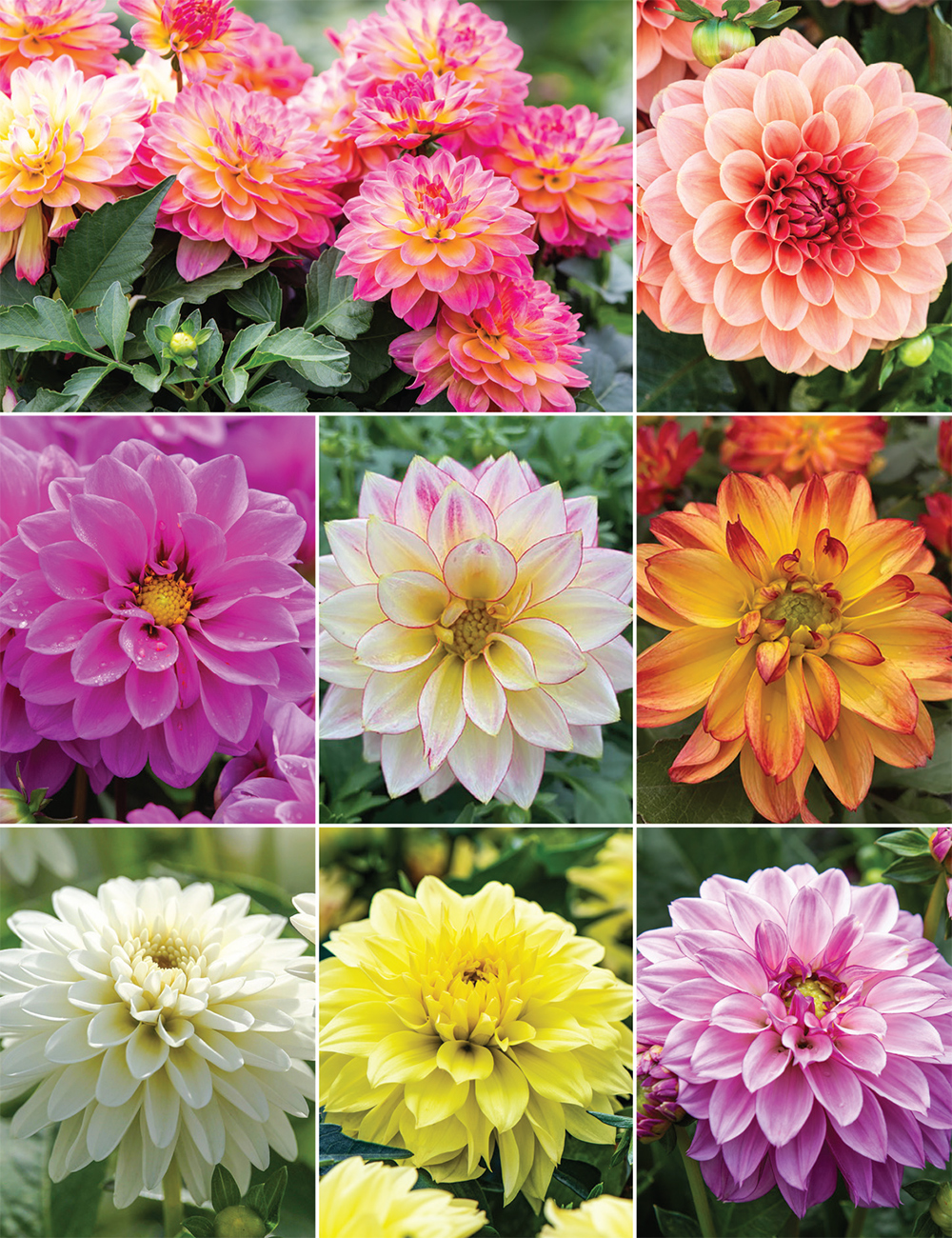 /products/DHYCL01.jpg