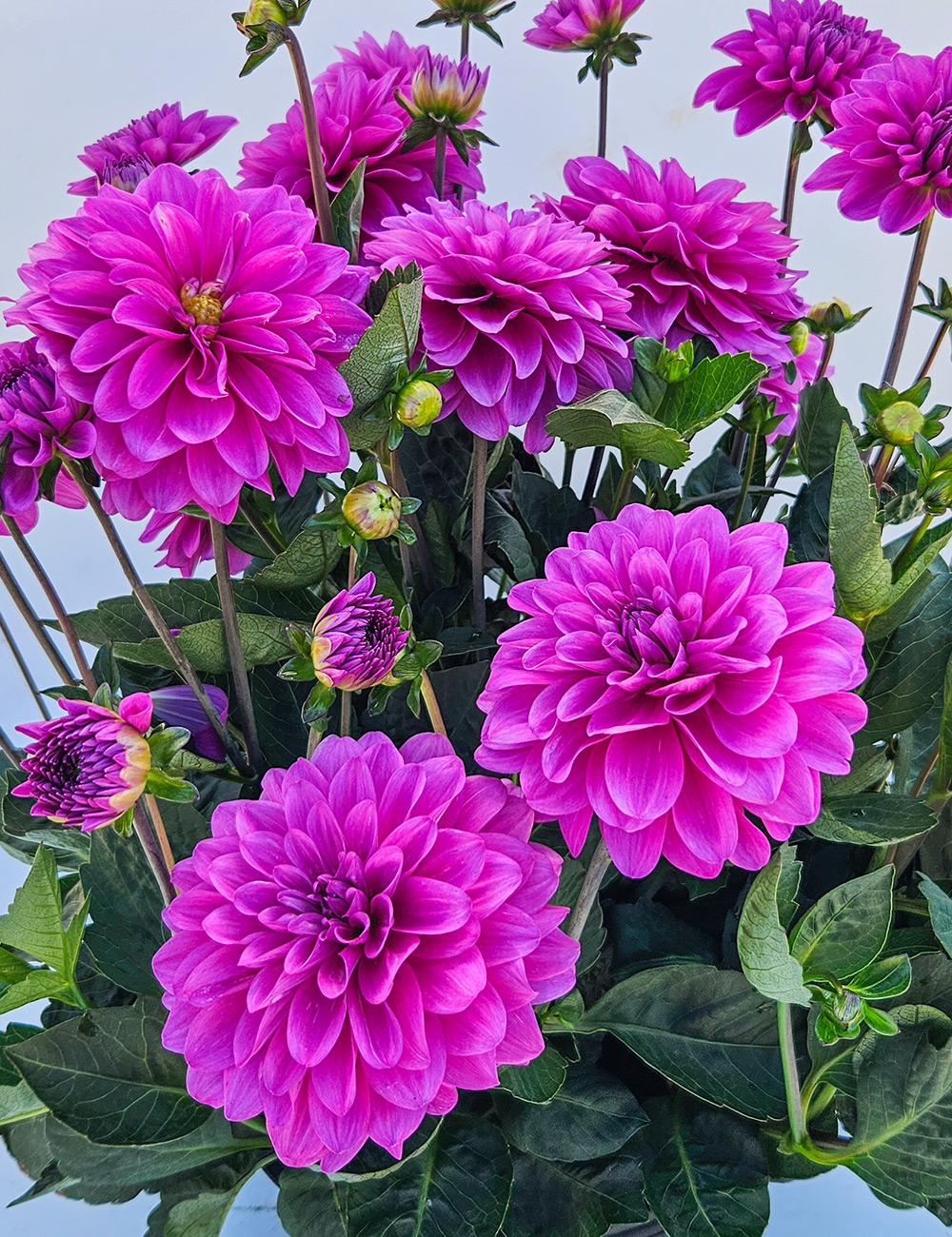 Dwarf Dahlia Sincerity Lagoon Blue