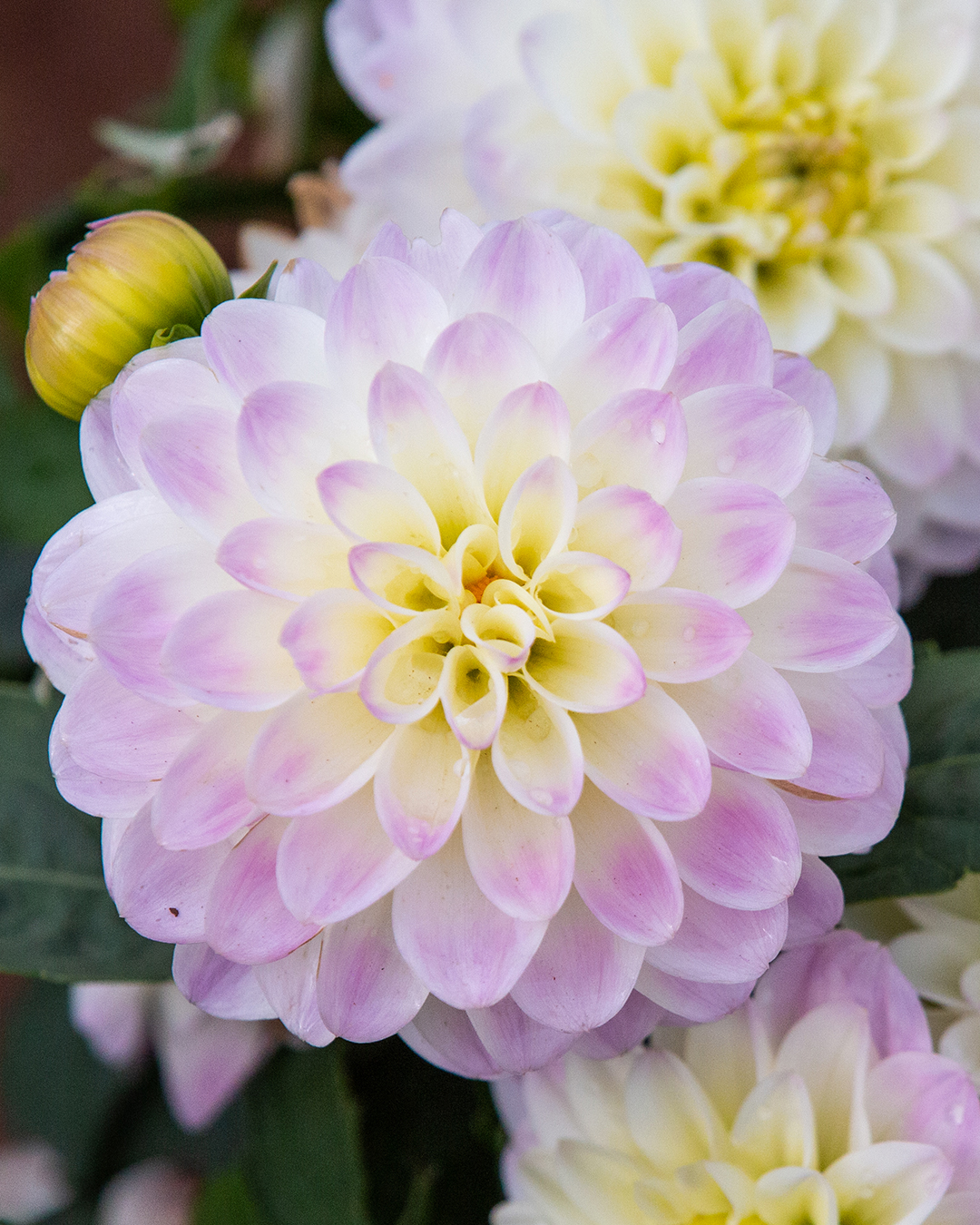 Dahlia 'Power Lilac Frost'