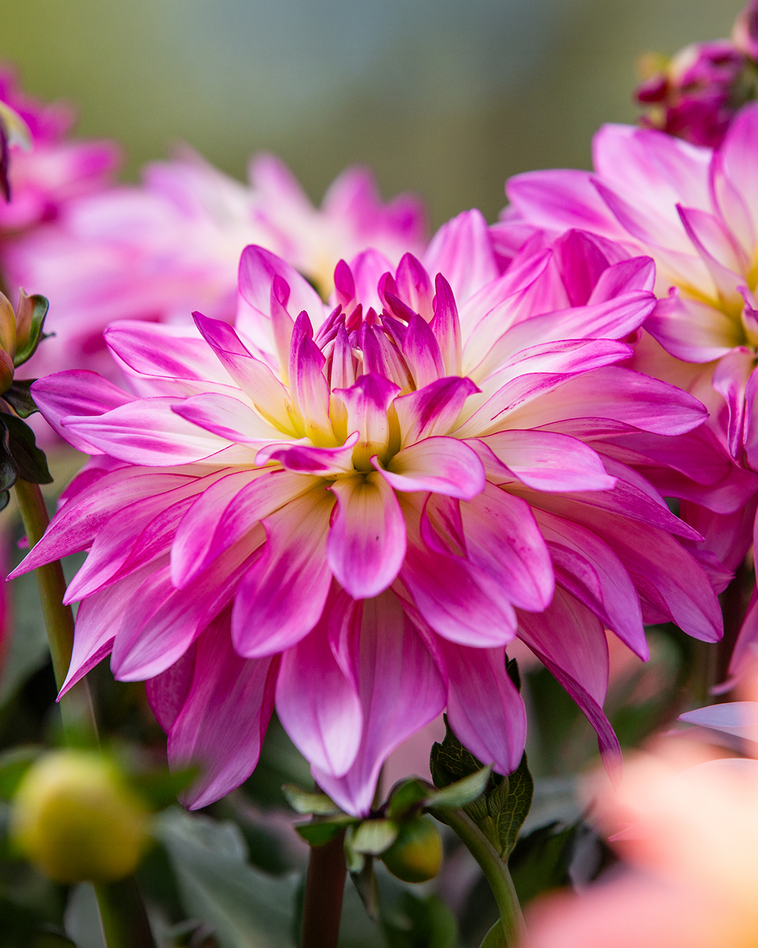 Dahlia 'Novation Pink Bicolour'