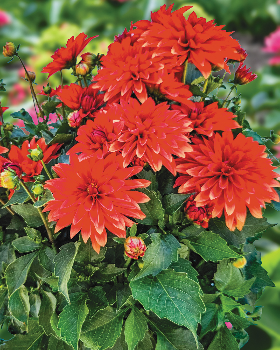 Dahlia 'Hypnotica 'Red'