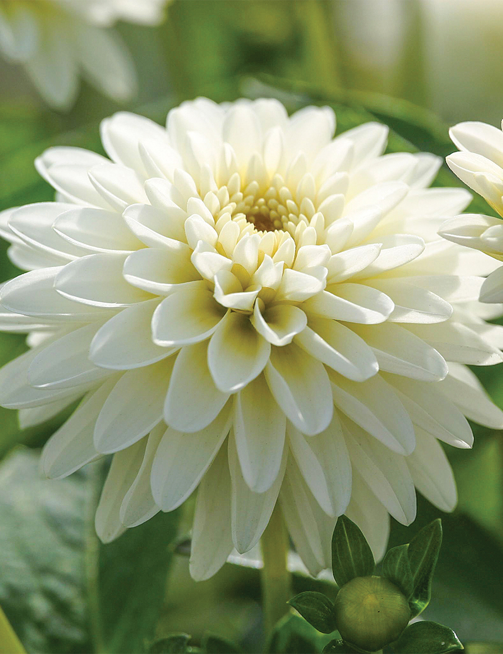Dwarf Dahlia Hypnotica 'White'
