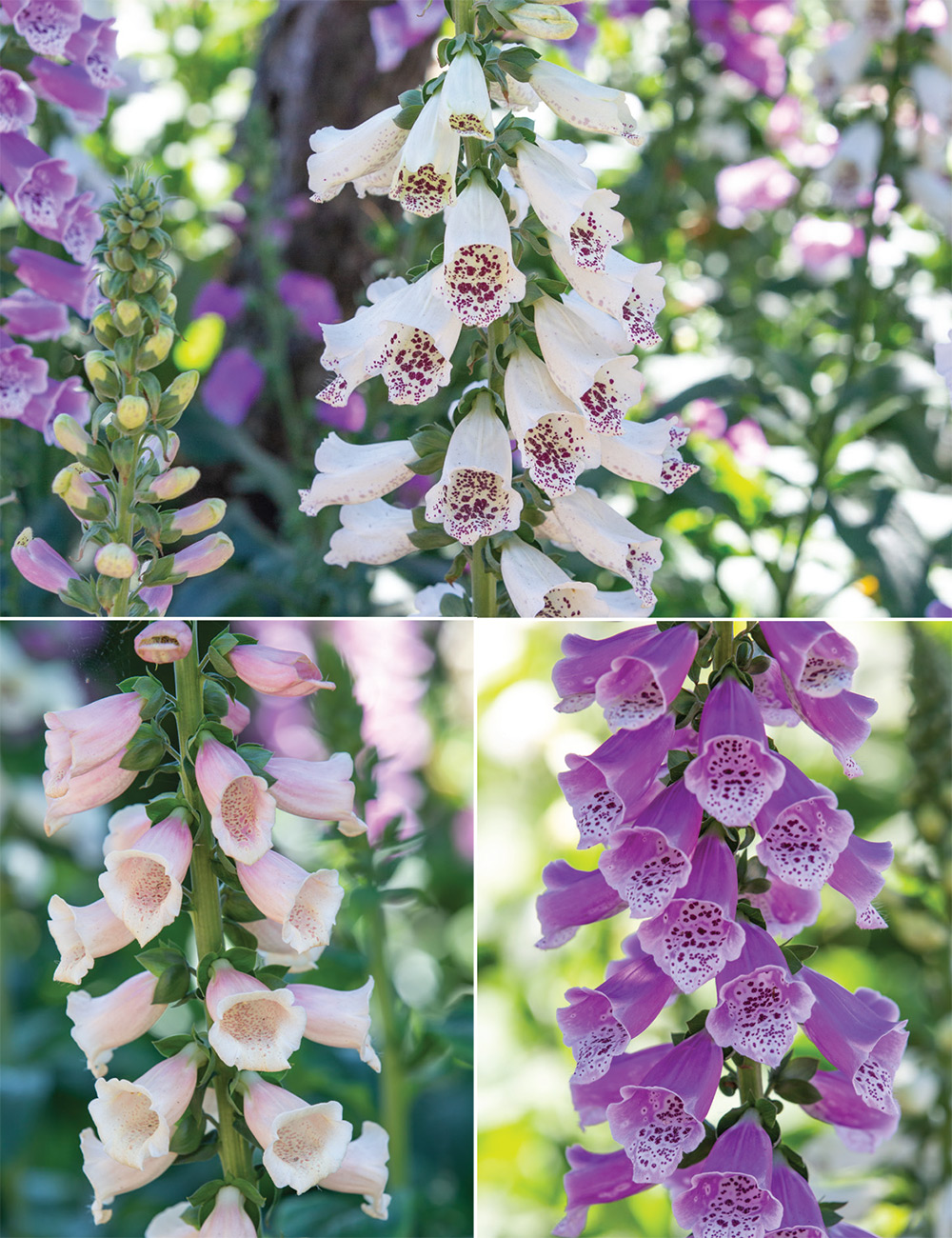 Foxgloves Collection