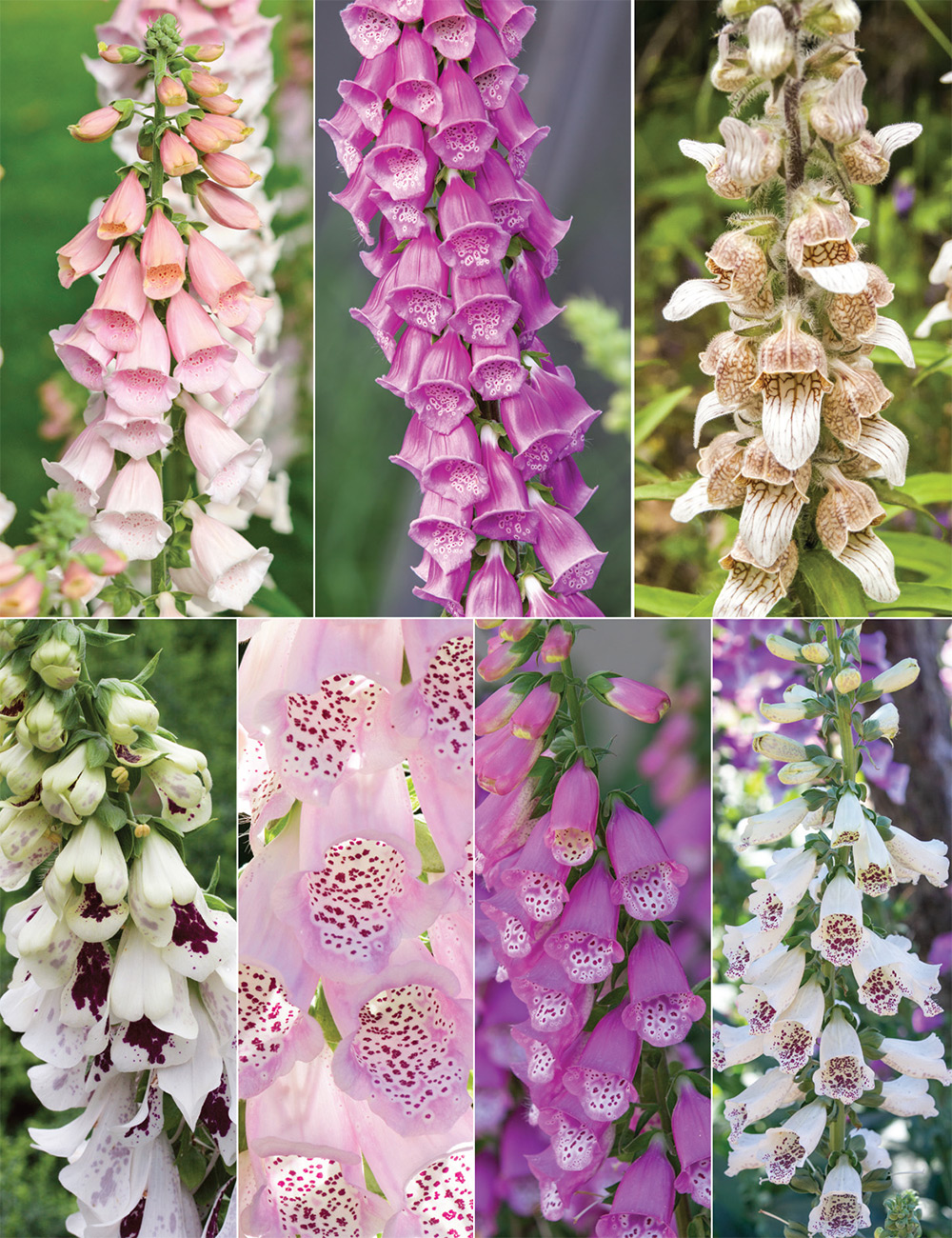 Foxgloves (reduced) Collection