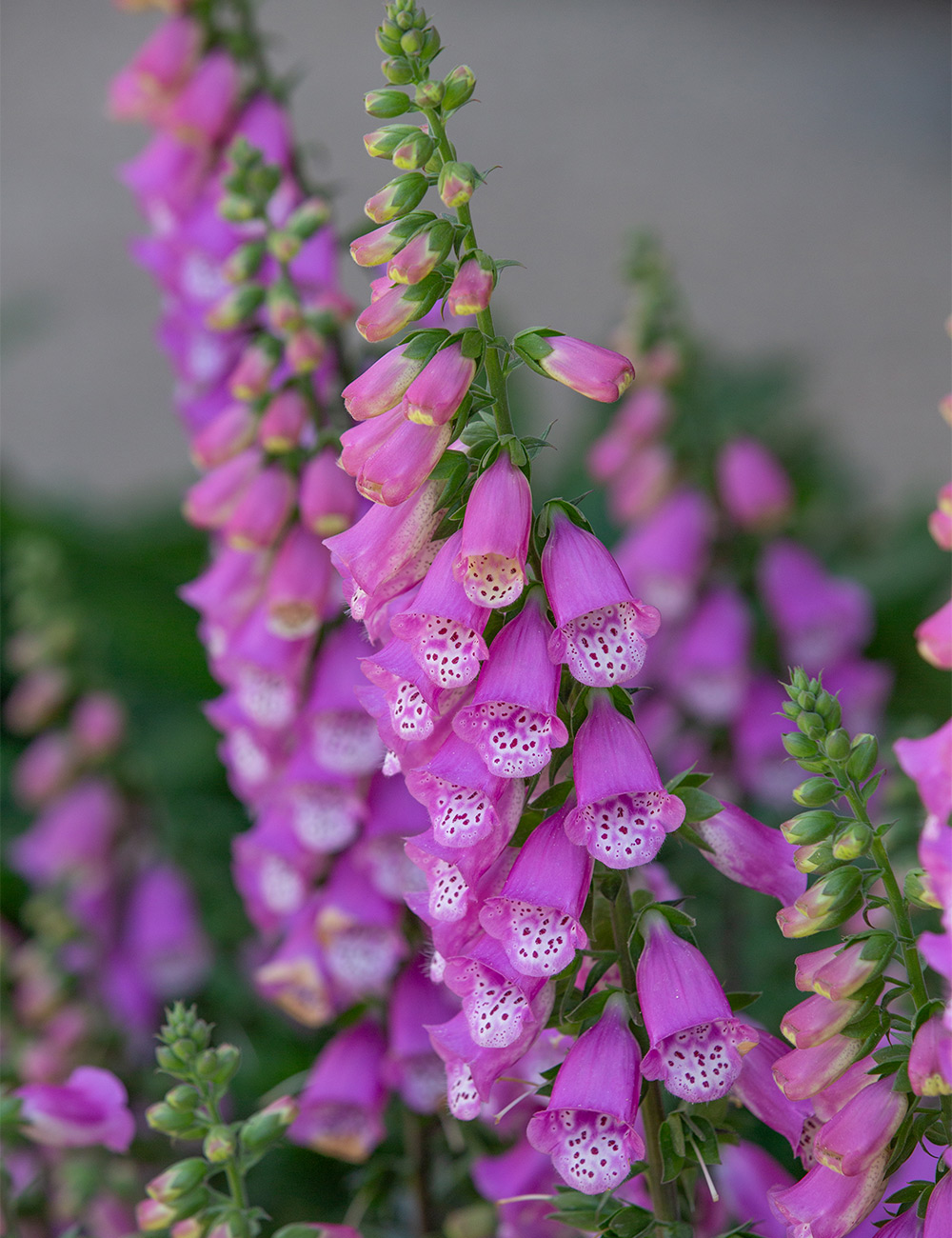 Foxglove 'Dalmatian Purple'