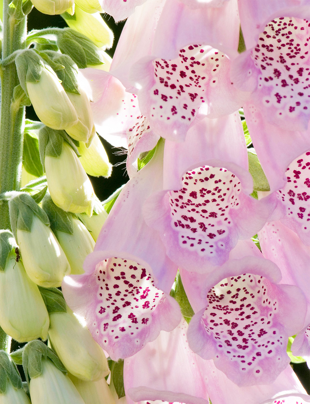 Foxglove 'Silver Fox'