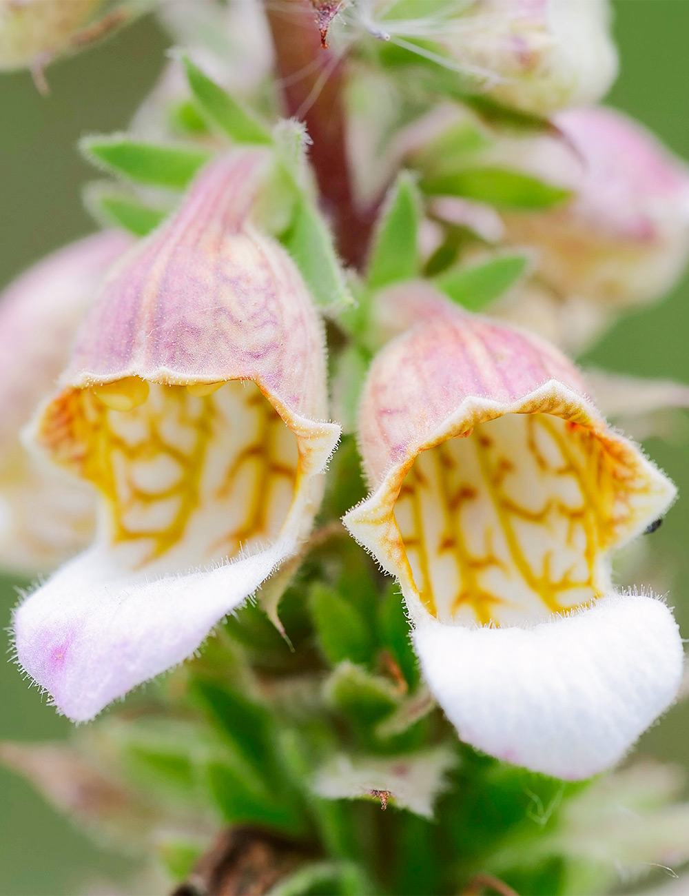 Foxglove 'Café Crème'
