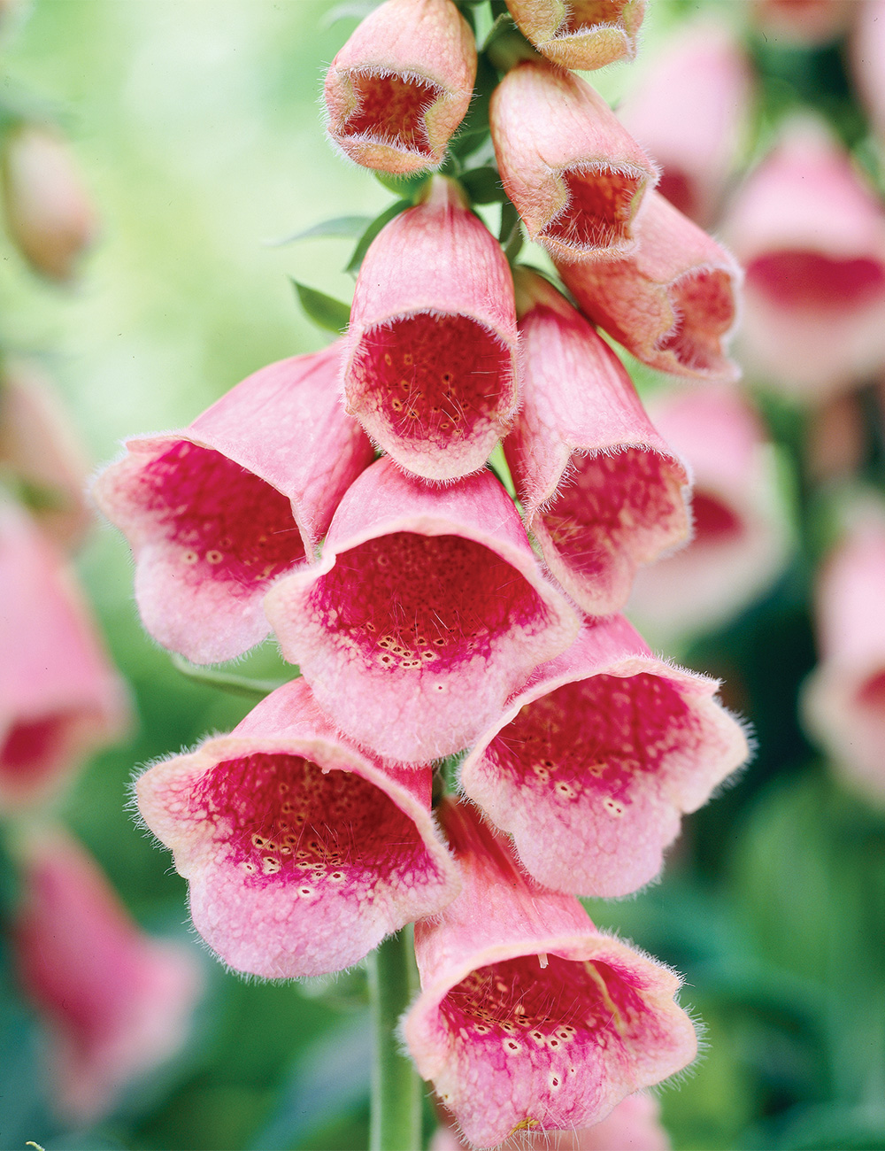Foxgloves 'Summer King'