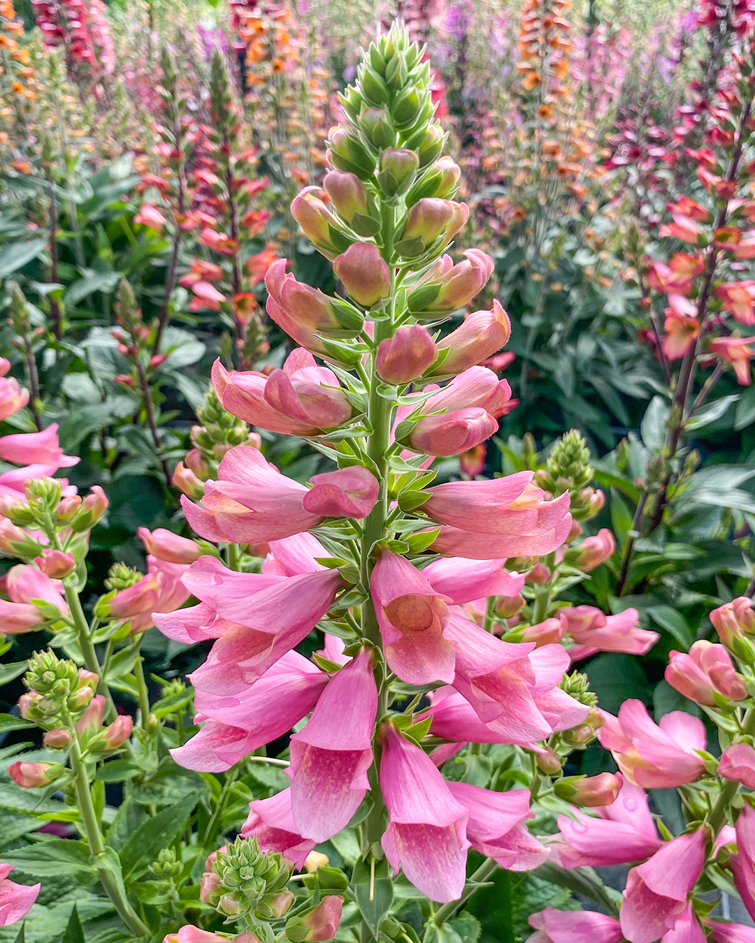 Digiplexis 'Flamingo'