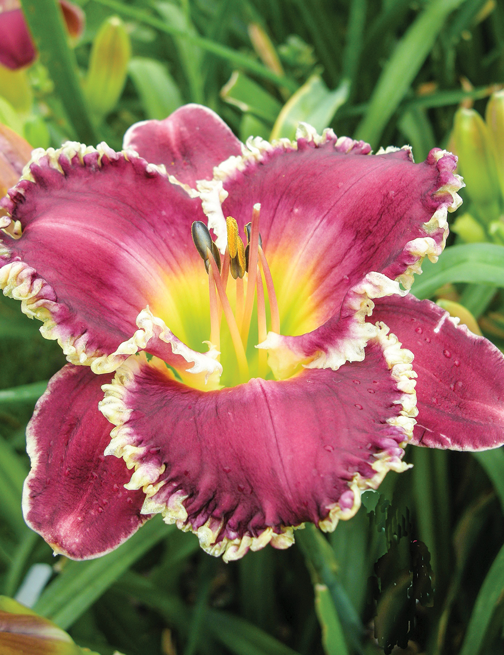 Daylily 'Bettylen'