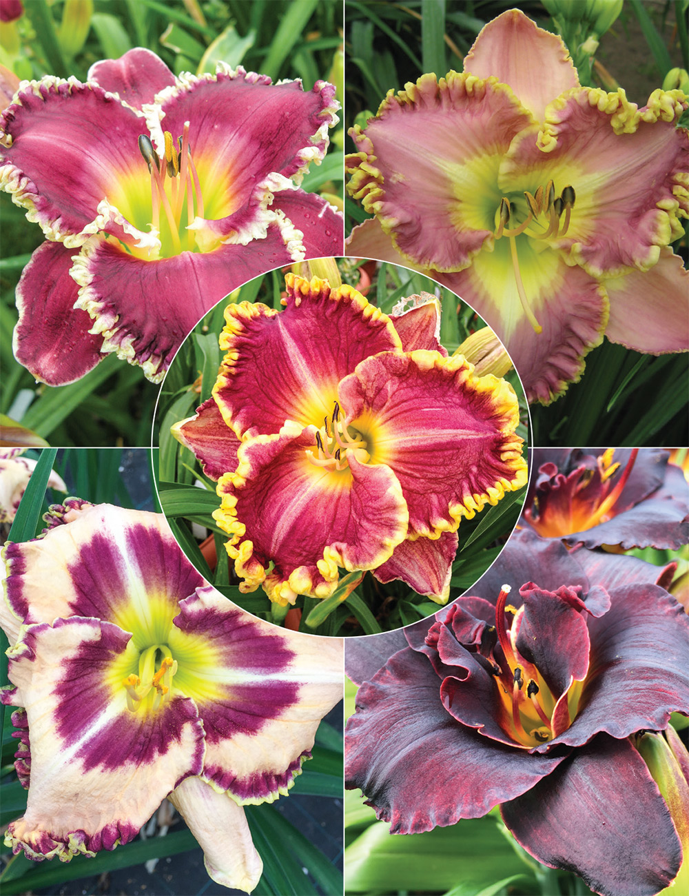 Daylilies Collection
