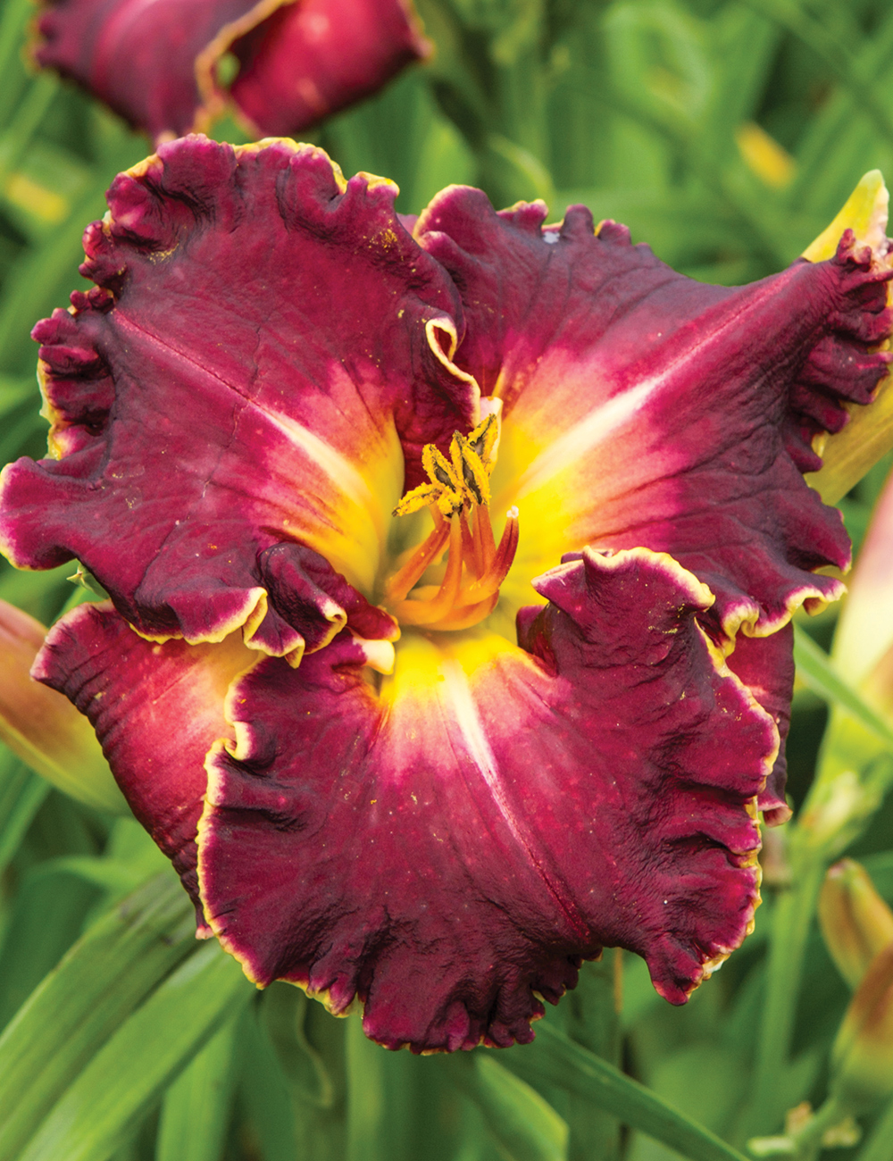 Daylily 'Excellent'