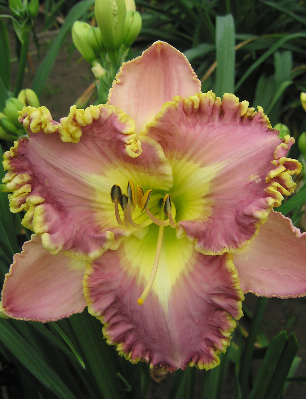 Daylily 'Lavender Tutu'