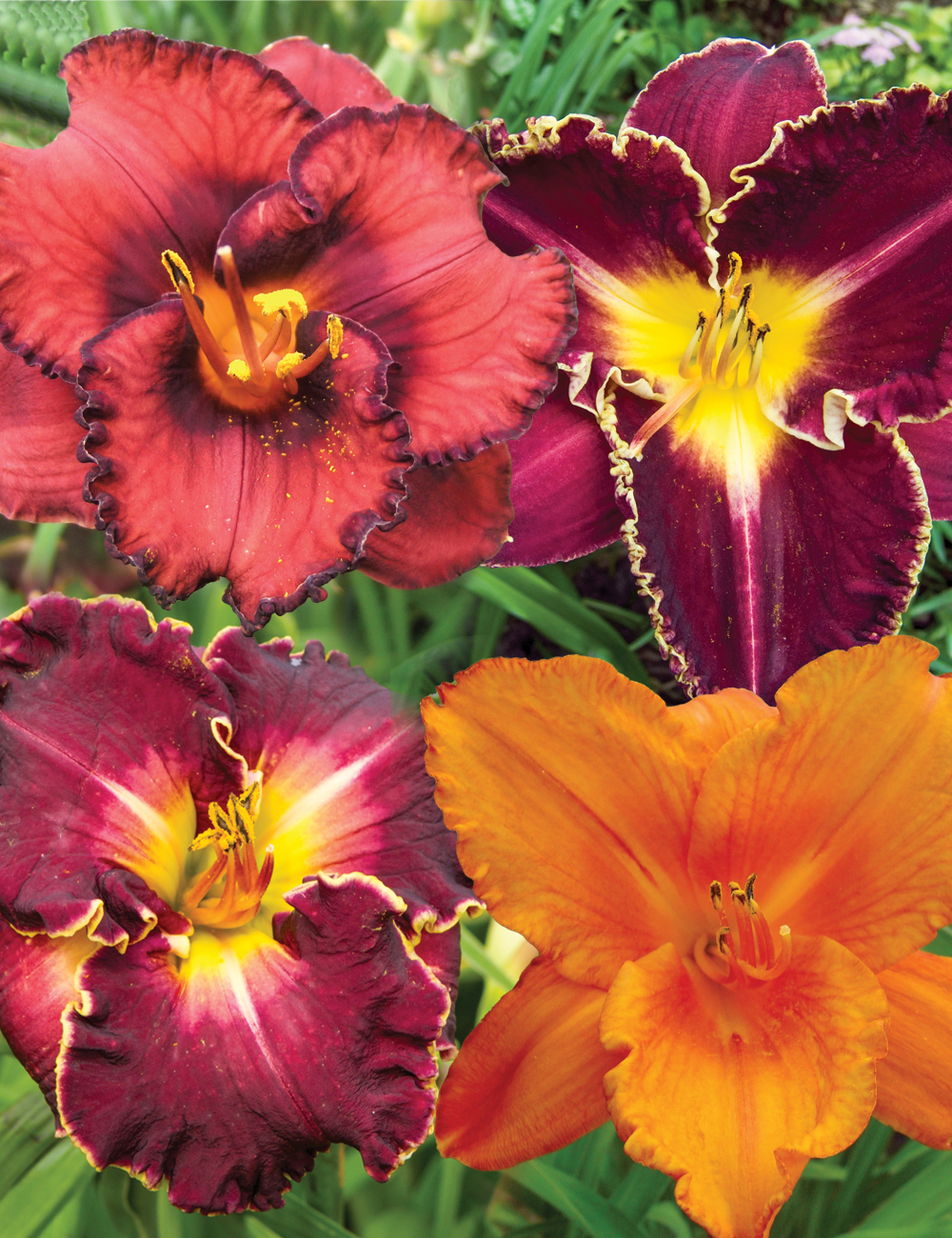 Reblooming Daylilies Mixed