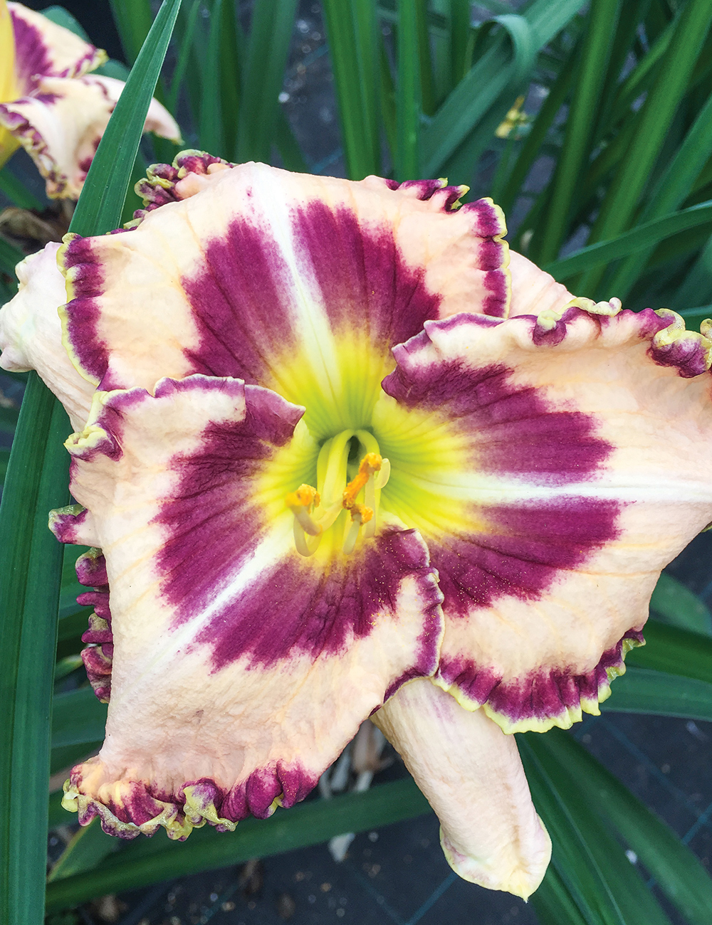 Daylily 'Polestar'