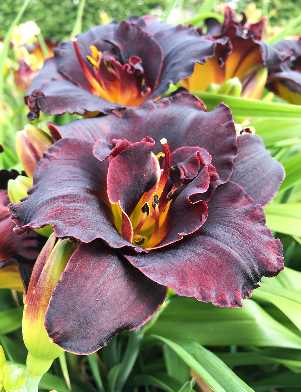 Daylily 'Voodoo Dancer''