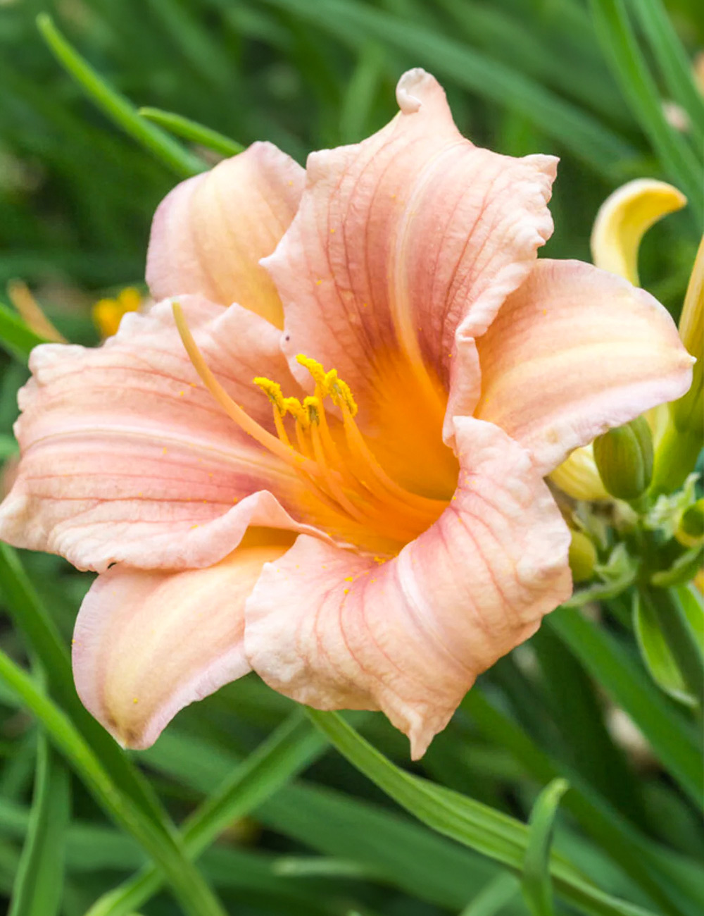 Daylily Everyday Pink