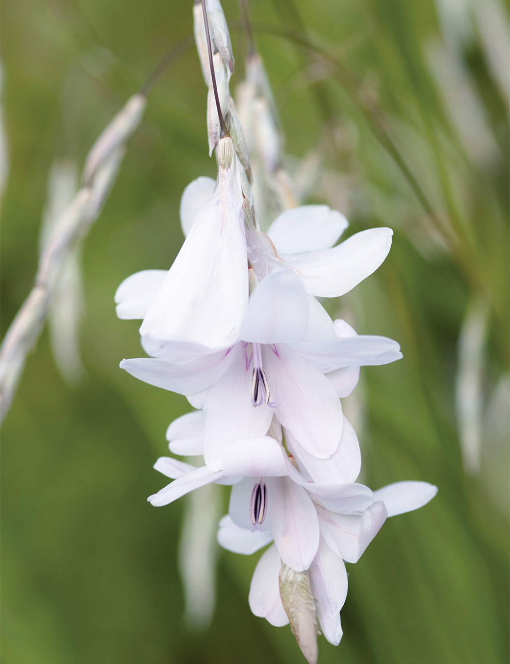 Fairies Fishing Wand 'Album'