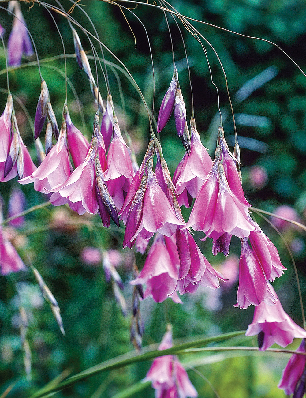 Angel's Fishing Rod 'Zulu Strawberries and Cream'