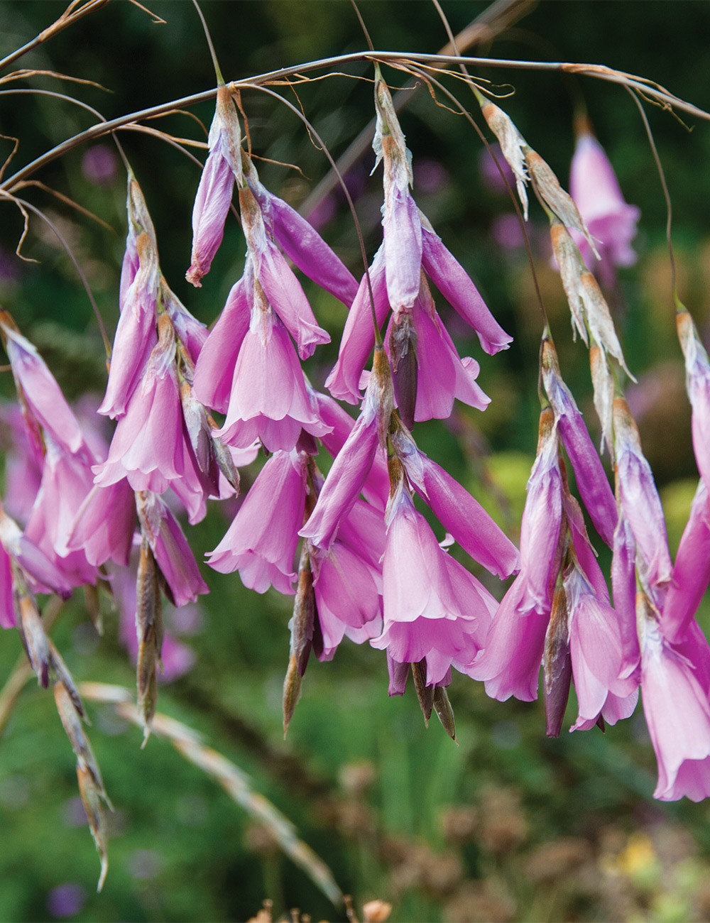 Angel's Fishing Rod 'Zulu Pink Slice'