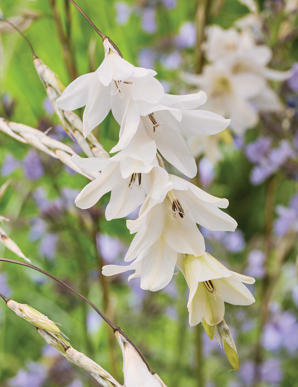 Angel's Fishing Rod 'Zulu Snowdrops'
