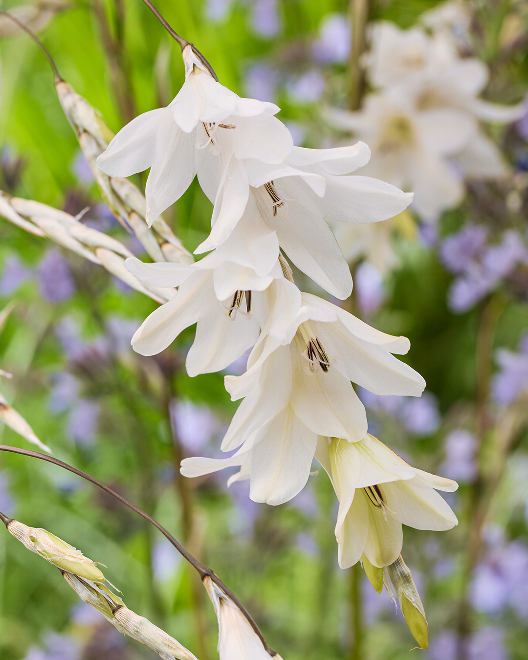 Angel's Fishing Rod 'Zulu Snowdrops'