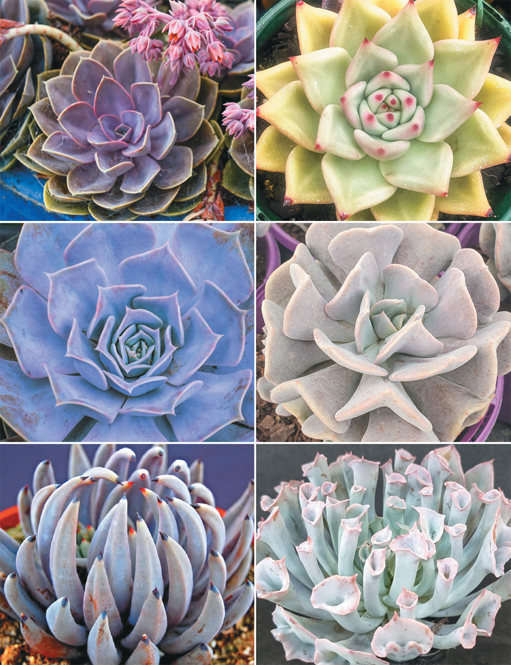 Echeverias Collection
