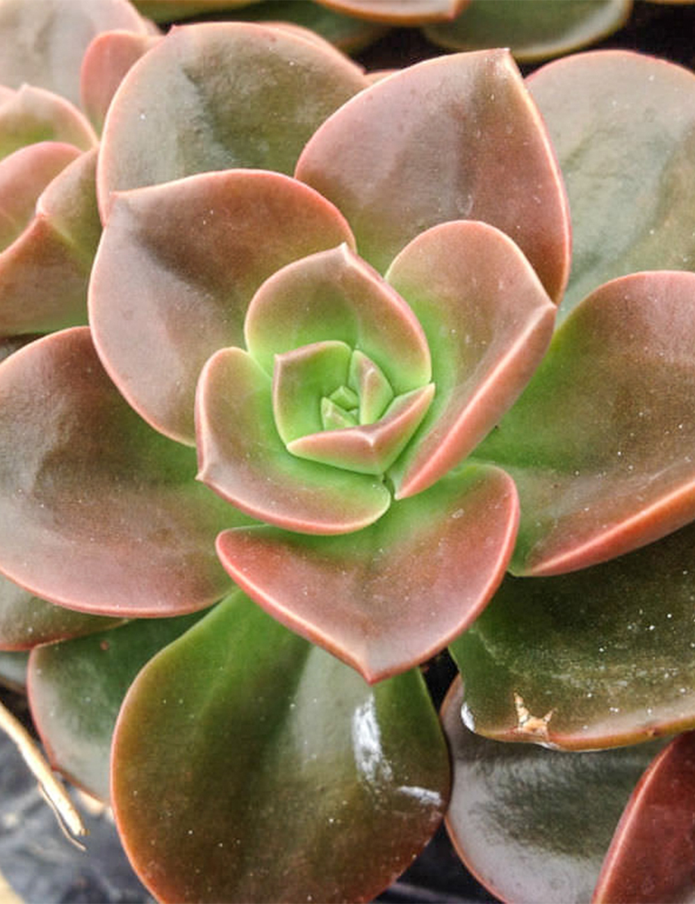 Echeveria 'Melaco'