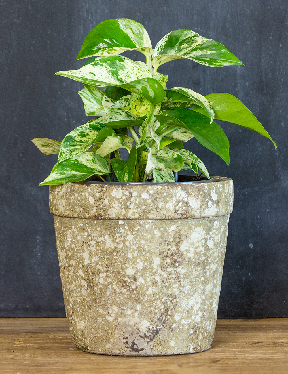 Pothos 'Marble Queen'