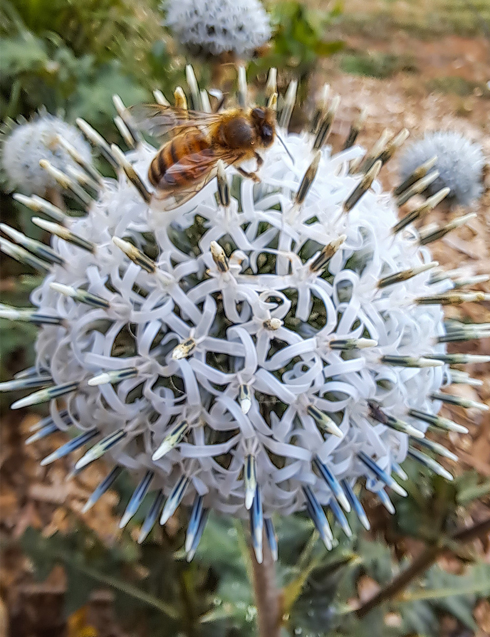 Echinops George Bindle