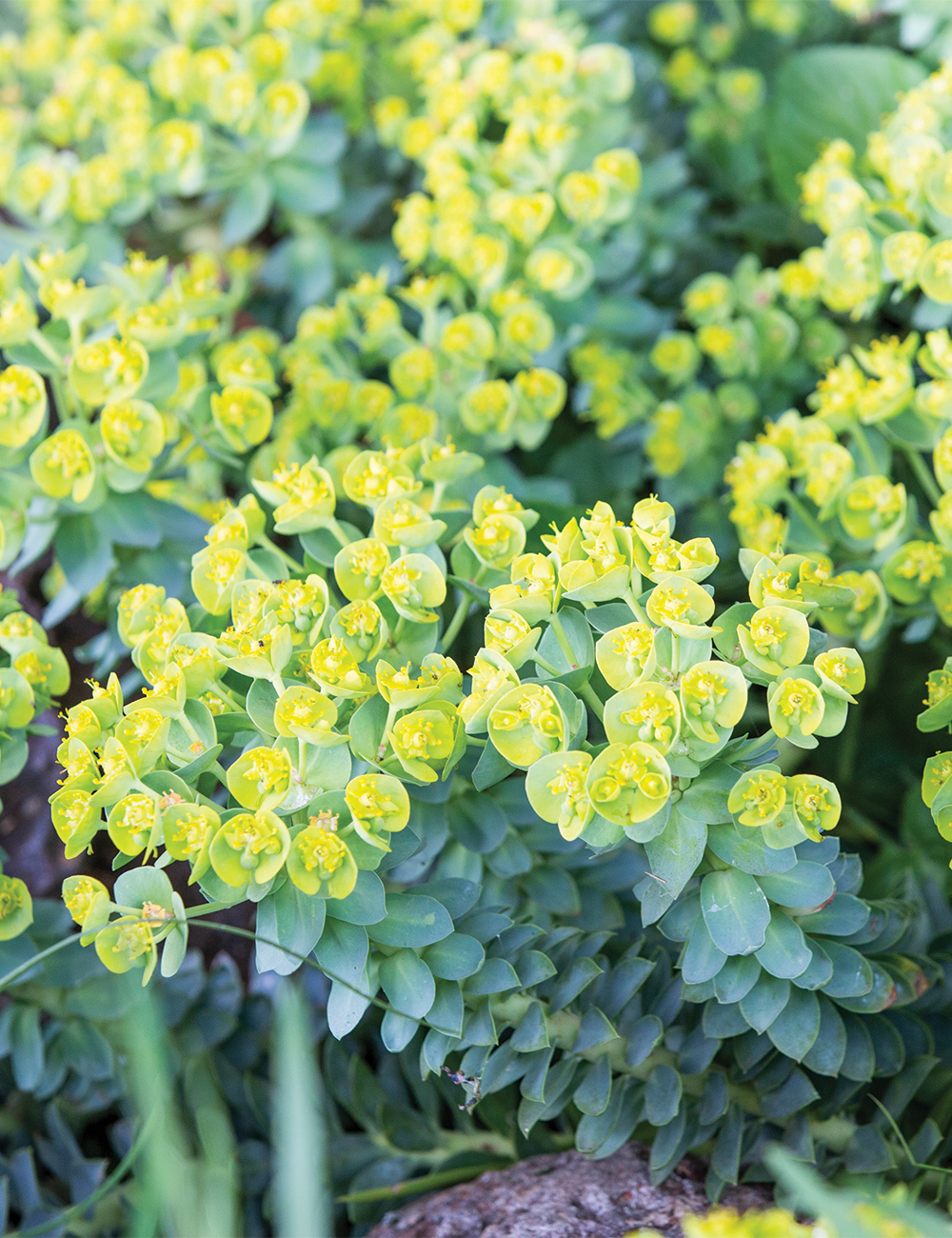 Euphorbia 'Upright Myrtle Spurge'
