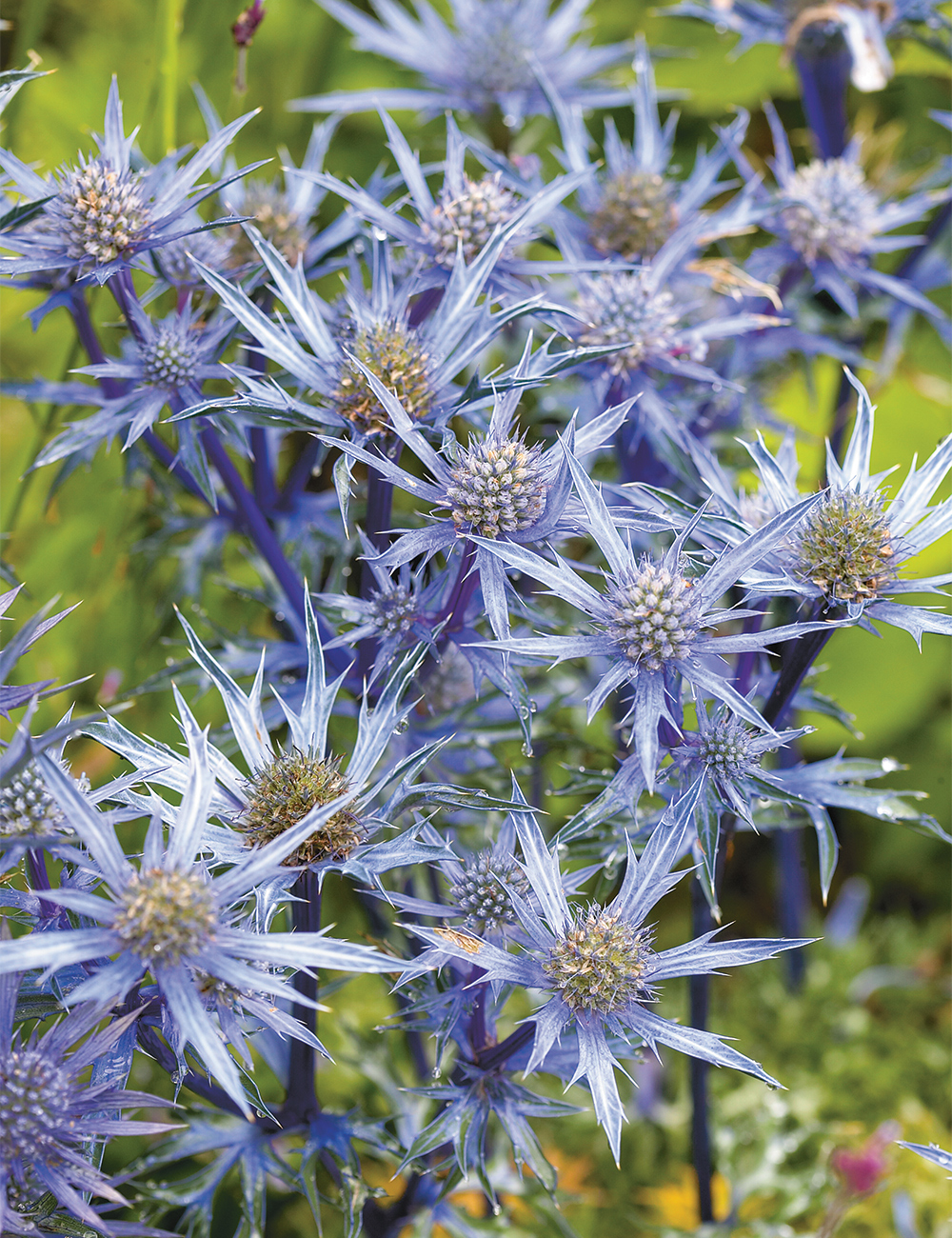 Seaholly 'Oxford Blue'