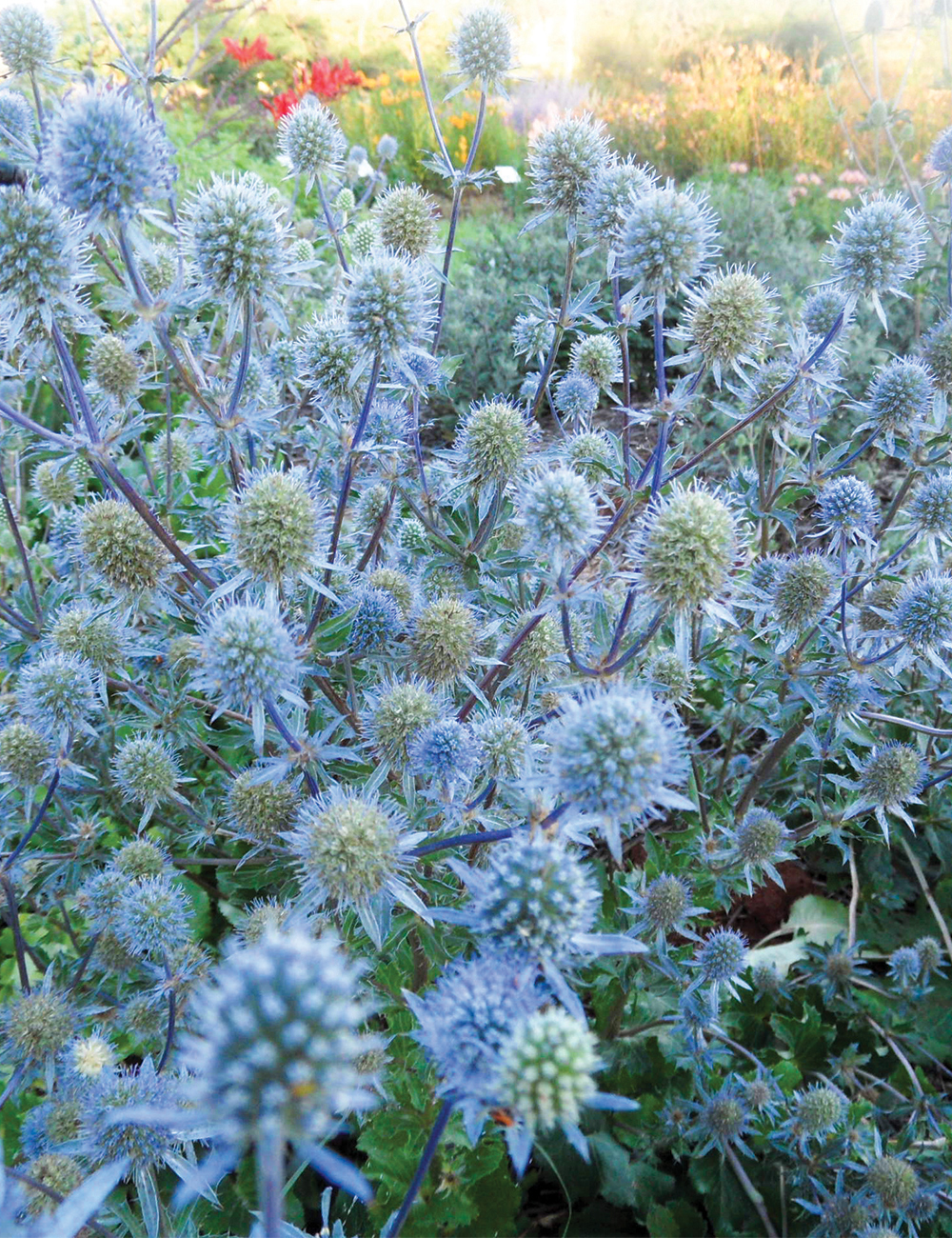 Seaholly 'Tetra Petra'