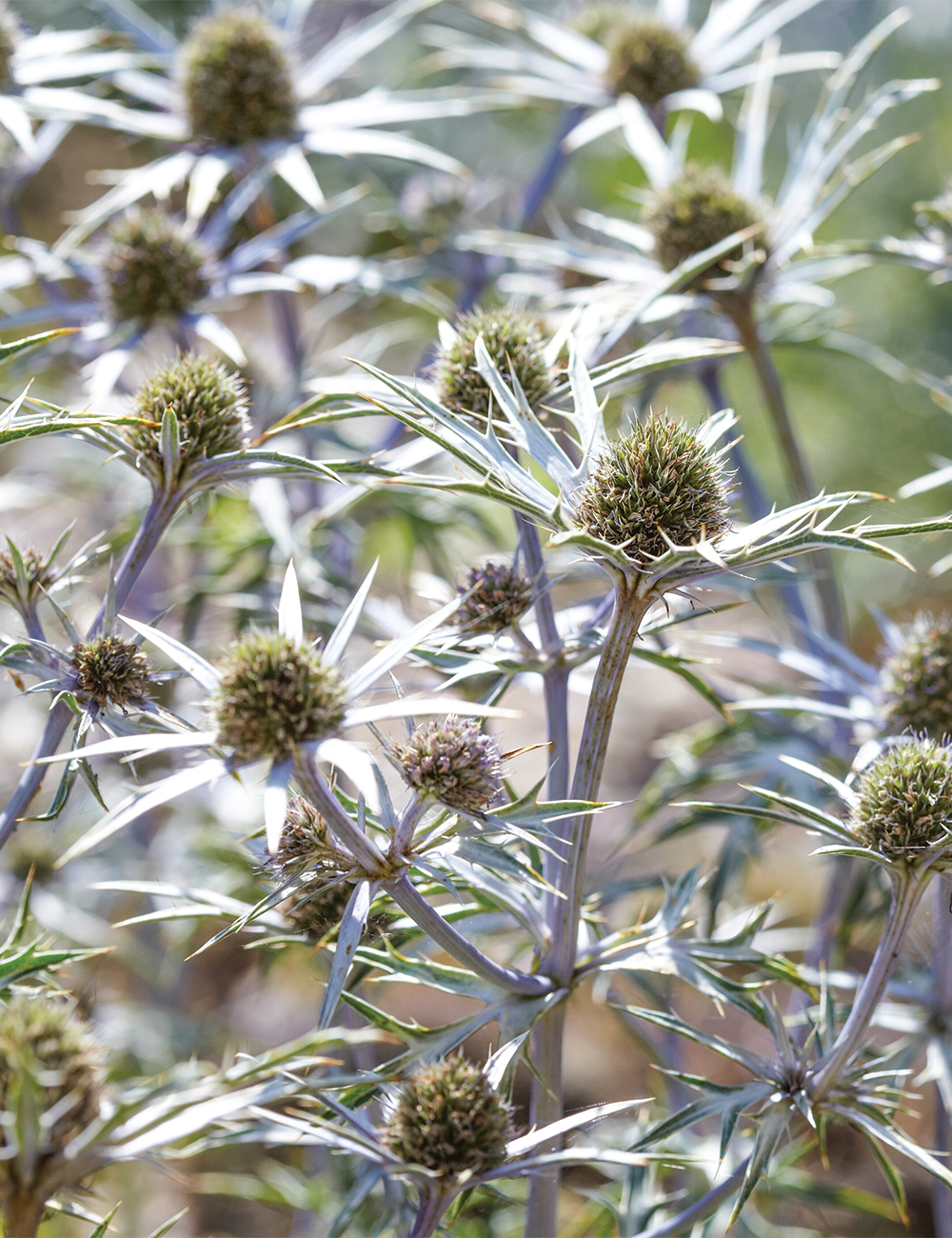 Seaholly Moroccan Sea Holly