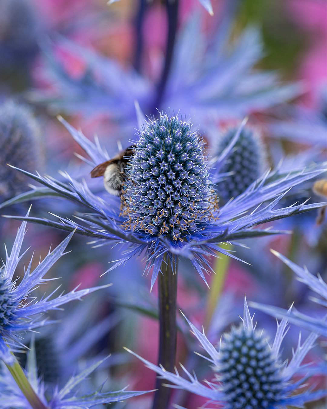 Seaholly 'Big Blue'